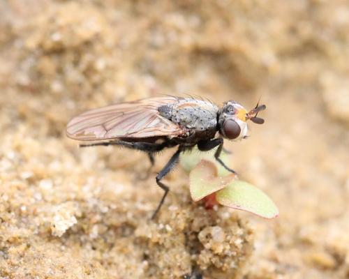 Réf. 248 382 : Myopina myopina